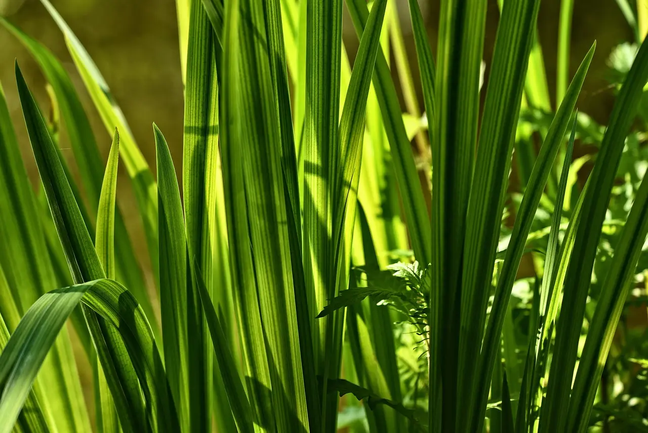 Acorus calamus sweet flag live plant