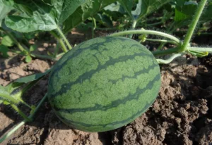Citrullus lanatus watermelon live plant and fruit