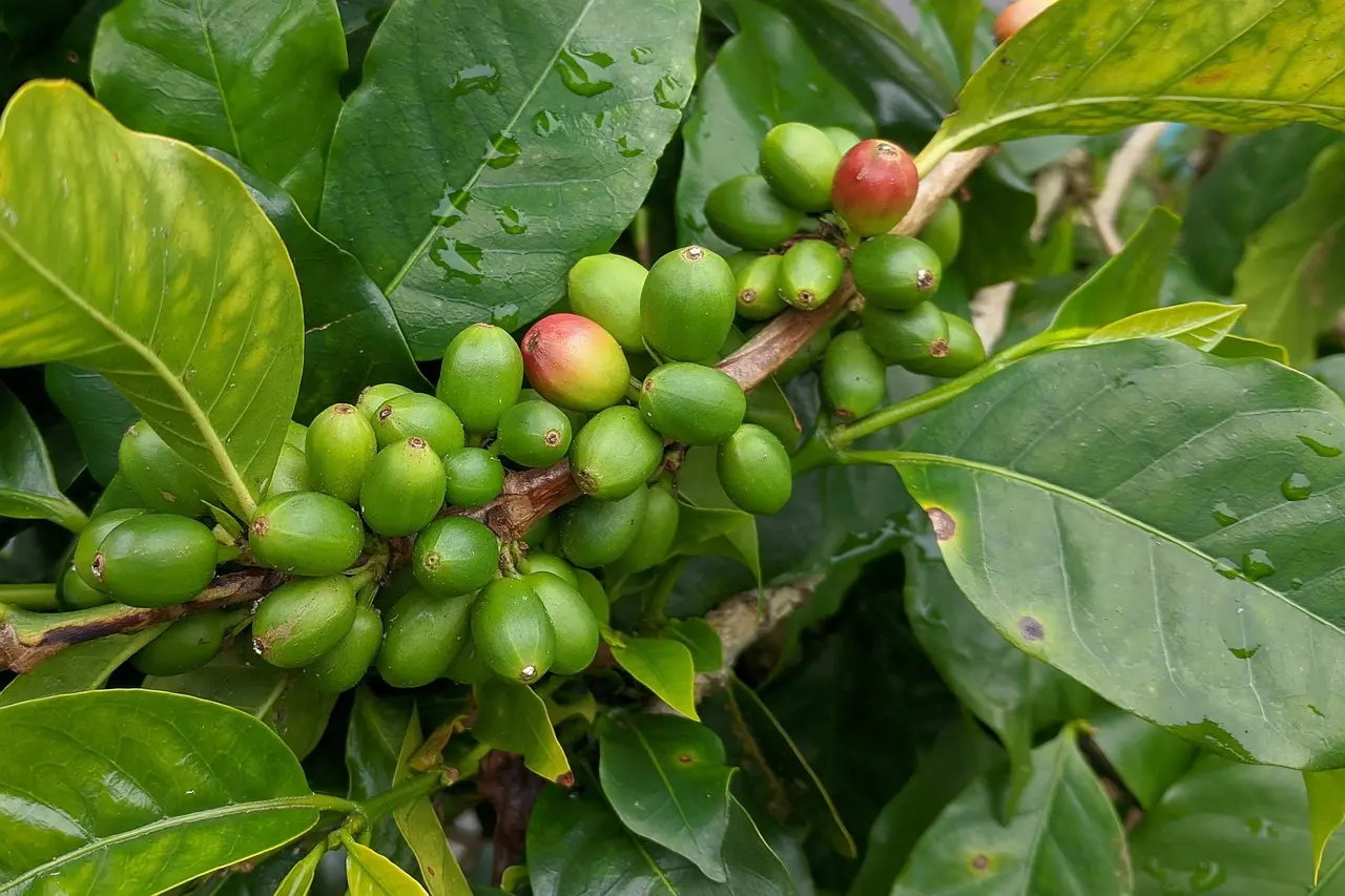 Coffee (Coffea arabica) live plant and fruit