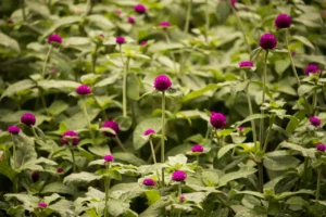 Globe Amaranth Gomphrena globosa live plant with flowers