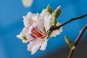 Kachnar Bauhinia variegata live plant