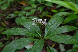 Ultra-photorealistic macro photograph of Rauvolfia serpentina (Indian snakeroot) growing in a humid tropical forest understory with glossy dark green whorled leaves and pale pinkish-white tubular flowers