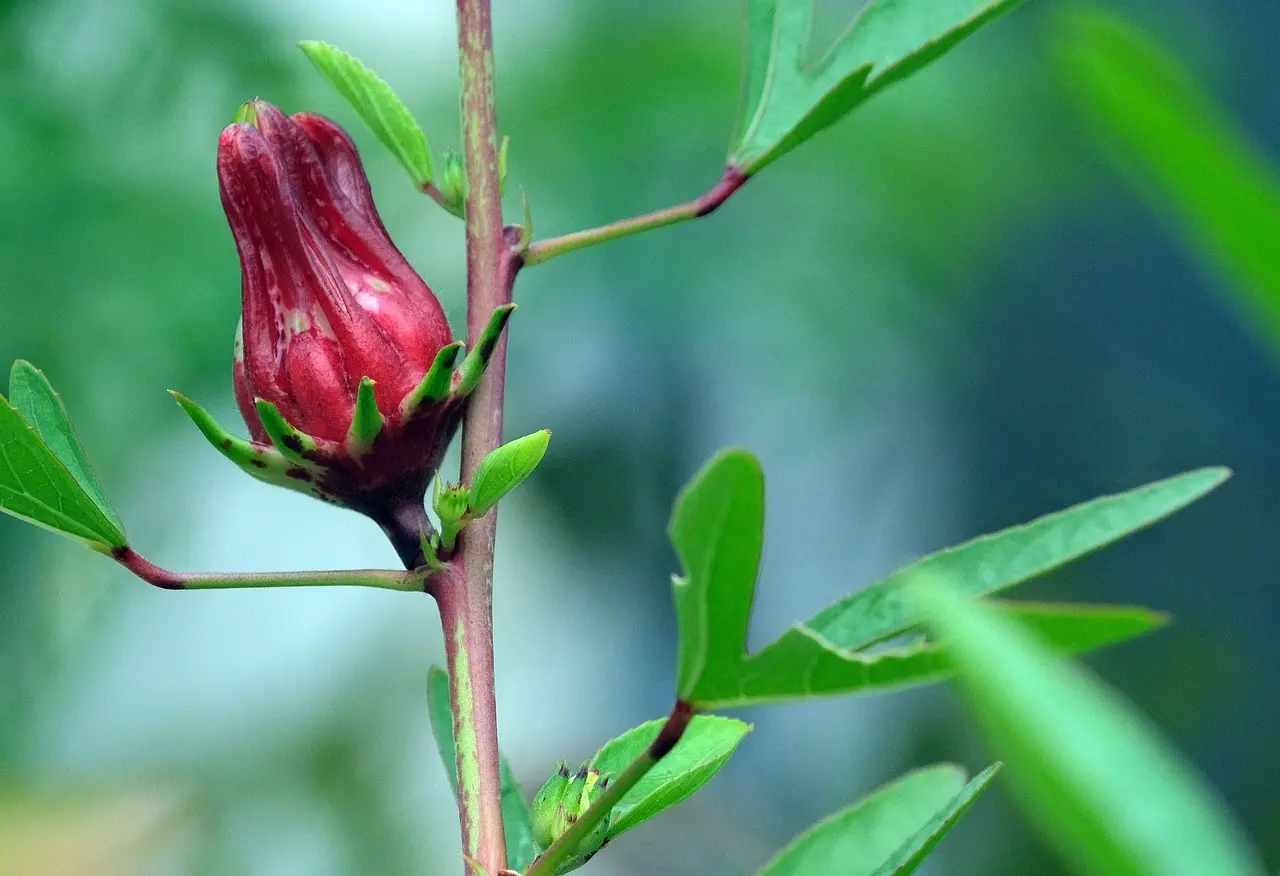 Rosella Hibiscus sabdariffa Live Plant and Flower