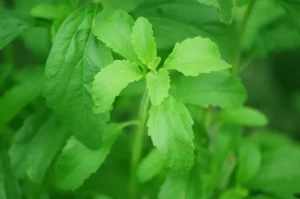 Stevia rebaudiana plant leaves