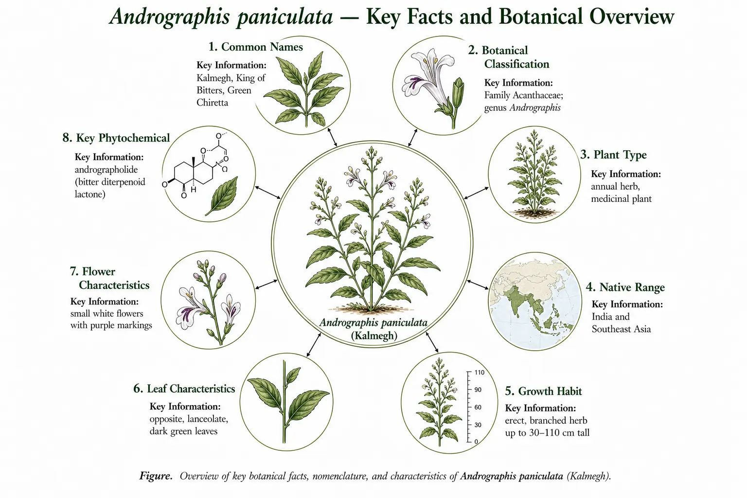 Botanical atlas overview plate of Andrographis paniculata (Kalmegh) showing radial diagram with central plant and eight labeled panels covering common names, classification, plant type, native range, growth habit, leaf and flower characteristics, and key phytochemical.