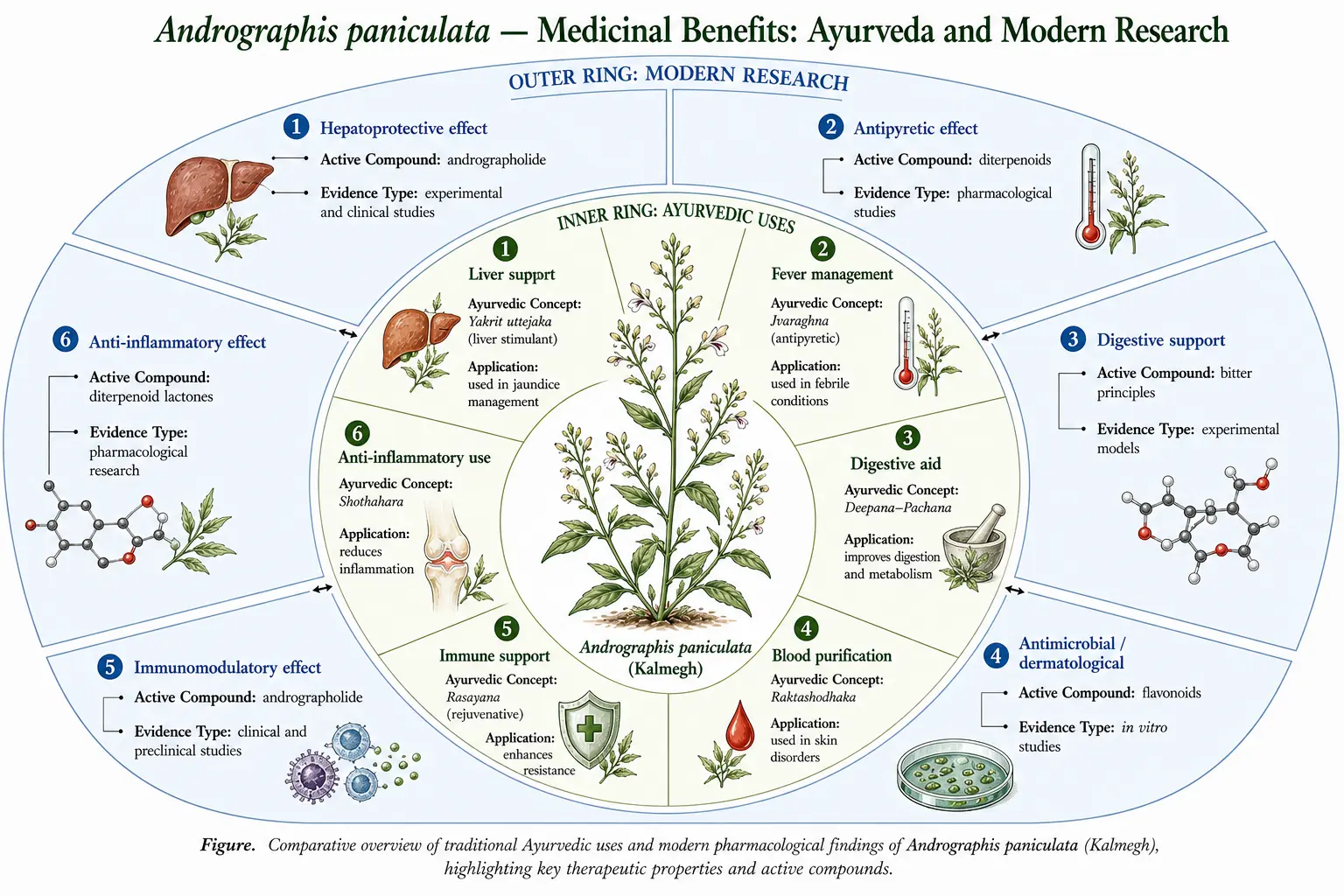 Landscape botanical atlas illustration of Andrographis paniculata (Kalmegh) showing dual-ring radial diagram with Ayurvedic uses and modern pharmacological research, including therapeutic effects, active compounds, and evidence types.