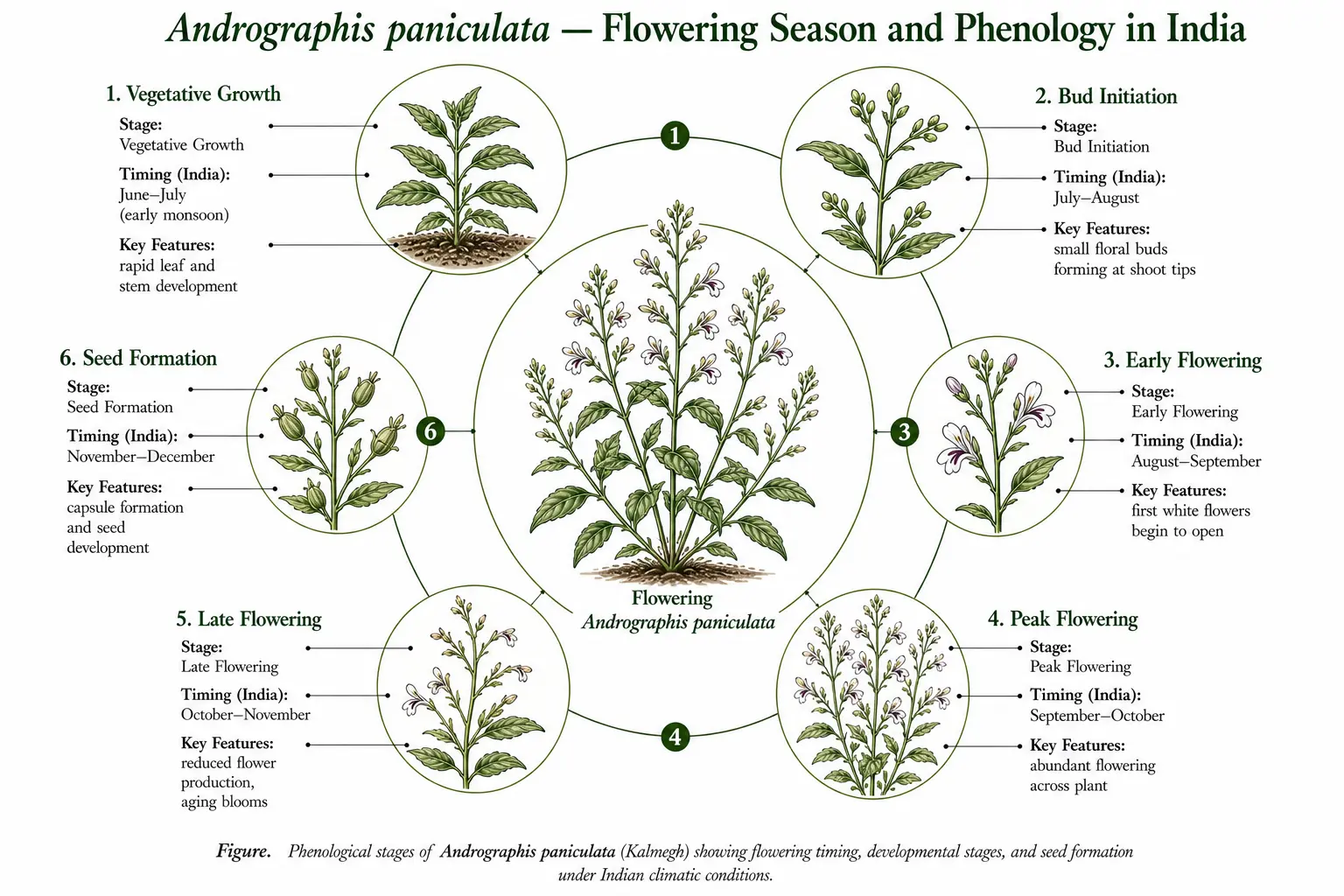 Botanical atlas phenology plate of Andrographis paniculata (Kalmegh) showing radial diagram with flowering stages and seasonal timing in India, including vegetative growth, bud initiation, flowering phases, and seed formation.