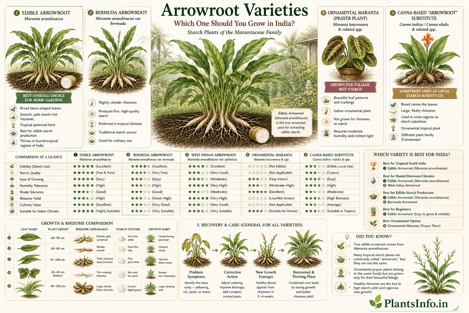 Botanical infographic comparing Arrowroot varieties for India, including edible arrowroot (Maranta arundinacea), ornamental Maranta, canna-based substitutes, rhizome traits, and growing suitability.