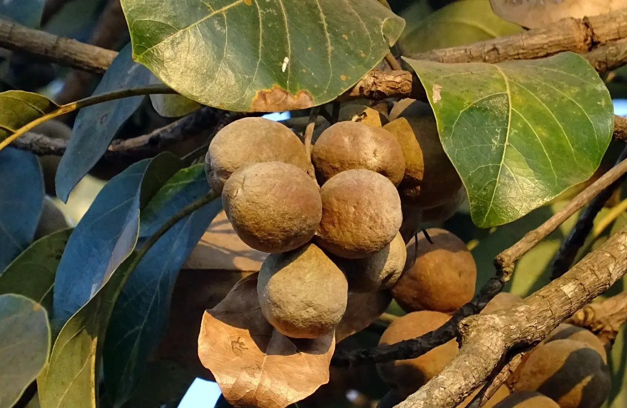 baheda live plant - Terminalia bellirica