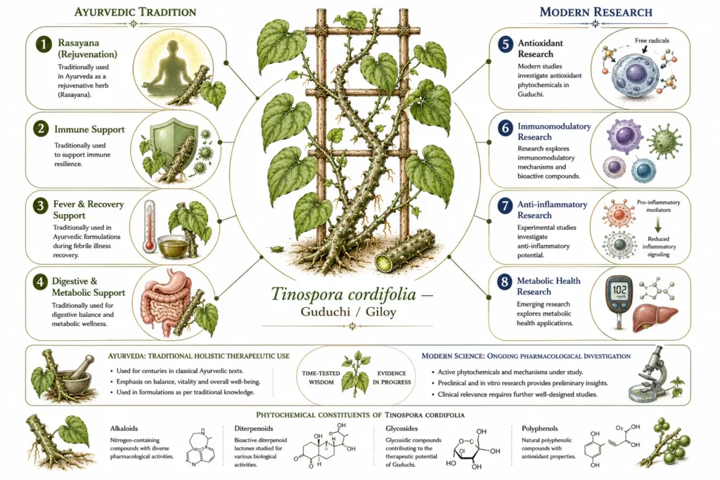 Guduchi benefits infographic comparing traditional Ayurvedic uses of Tinospora cordifolia with modern scientific research on antioxidant, immune, anti-inflammatory, and metabolic health applications.