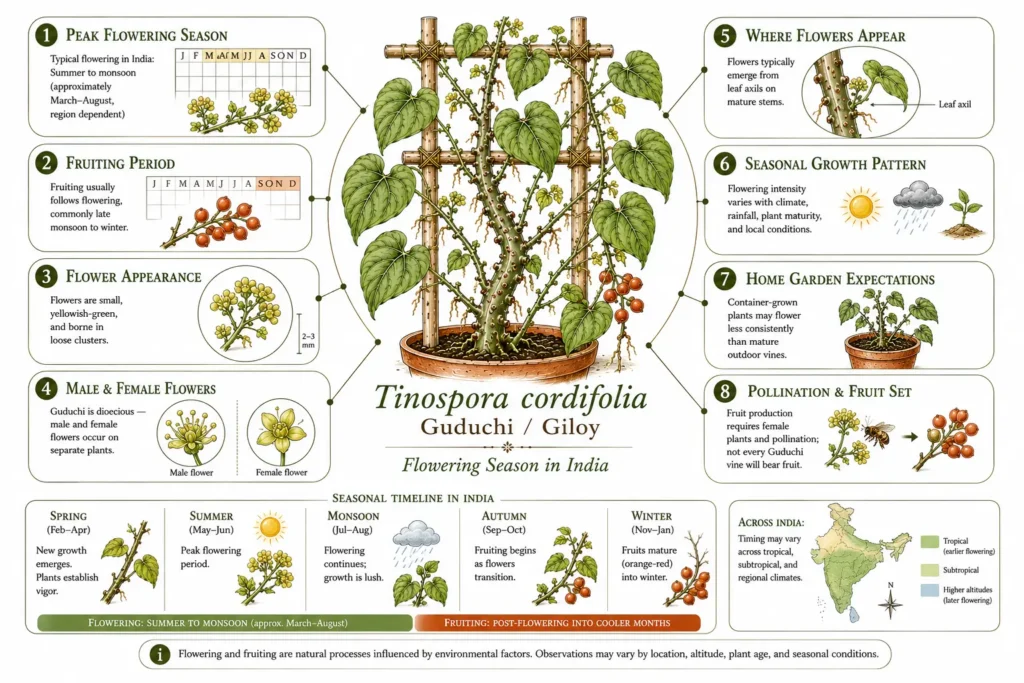 Guduchi flowering season infographic showing when Tinospora cordifolia flowers and fruits in India, including flowering period, dioecious flowers, pollination, seasonal growth, and home garden expectations.