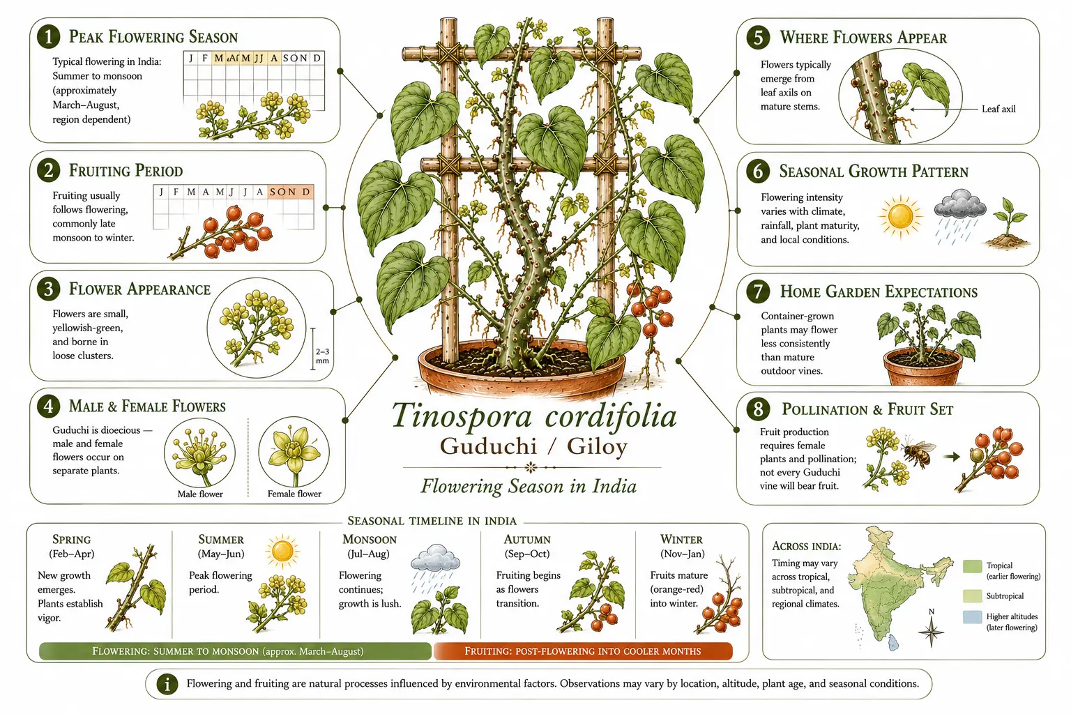 Guduchi flowering season infographic showing when Tinospora cordifolia flowers and fruits in India, including flowering period, dioecious flowers, pollination, seasonal growth, and home garden expectations.