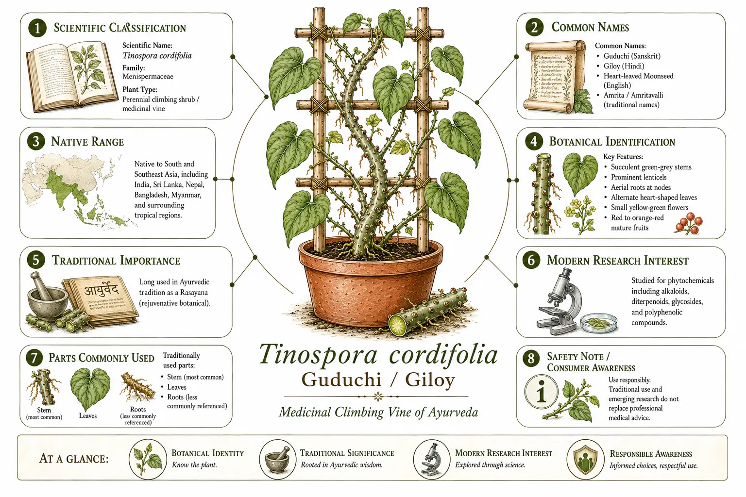 Guduchi (Giloy) infographic showing key facts about Tinospora cordifolia including scientific classification, common names, native range, botanical identification, traditional Ayurvedic use, research interest, plant parts used, and safety awareness.