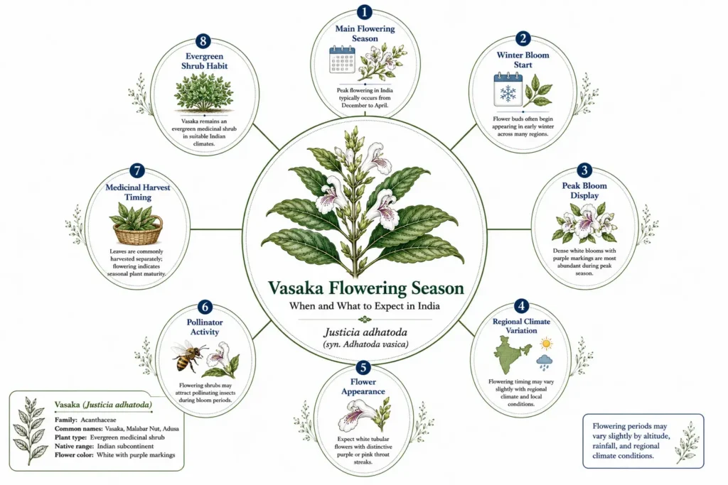 Botanical infographic of Vasaka (Justicia adhatoda) showing flowering season in India, peak blooming months, flower appearance, regional climate variation, pollinator activity, and medicinal plant details