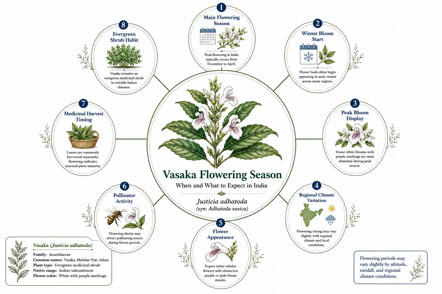 Botanical infographic of Vasaka (Justicia adhatoda) showing flowering season in India, peak blooming months, flower appearance, regional climate variation, pollinator activity, and medicinal plant details