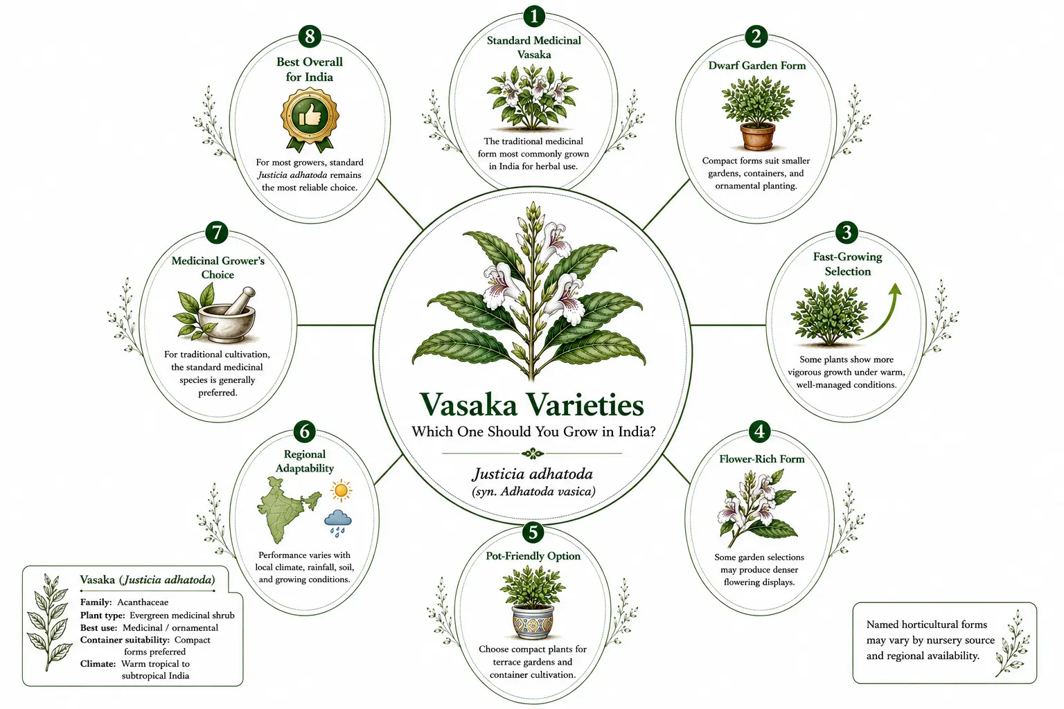 Botanical infographic comparing Vasaka (Justicia adhatoda) growing options in India, including medicinal use, compact container-friendly plants, growth habits, flowering performance, and regional adaptability