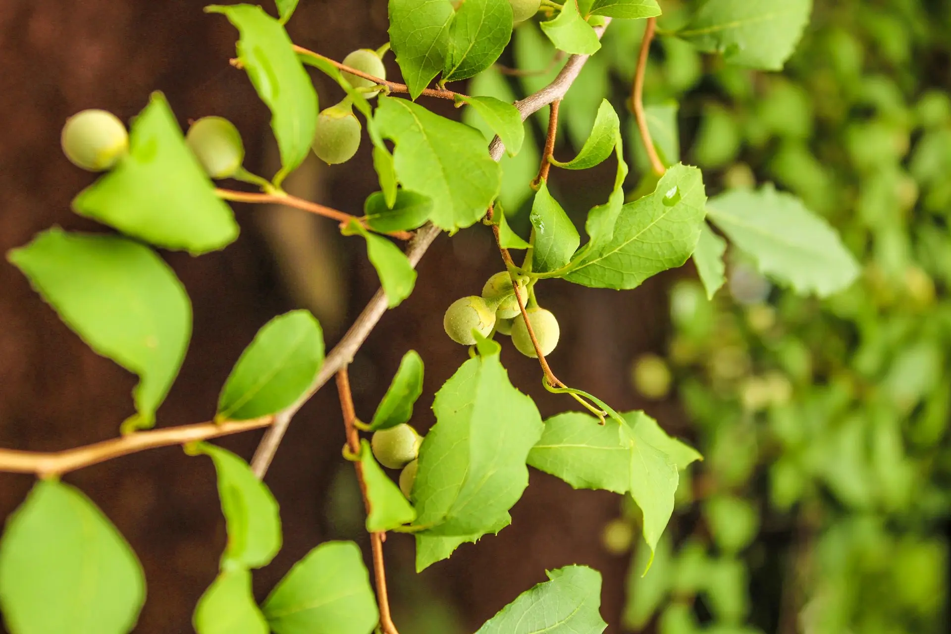 Guggul Plant (Commiphora wightii)