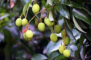 Lychee (Litchi chinensis) live plant