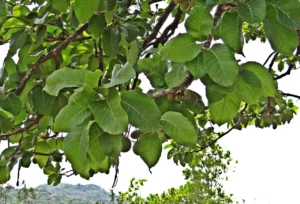 Mahua Madhuca longifolia live plant