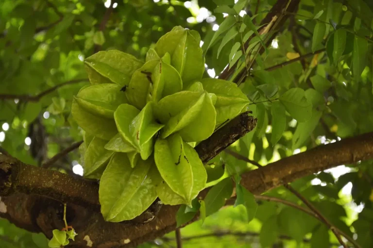 Star Fruit Averrhoa carambola Plant