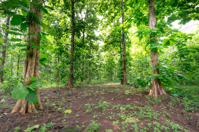 Tectona grandis - Teak Tree
