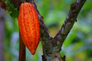 cocoa plant Theobroma cacao L.