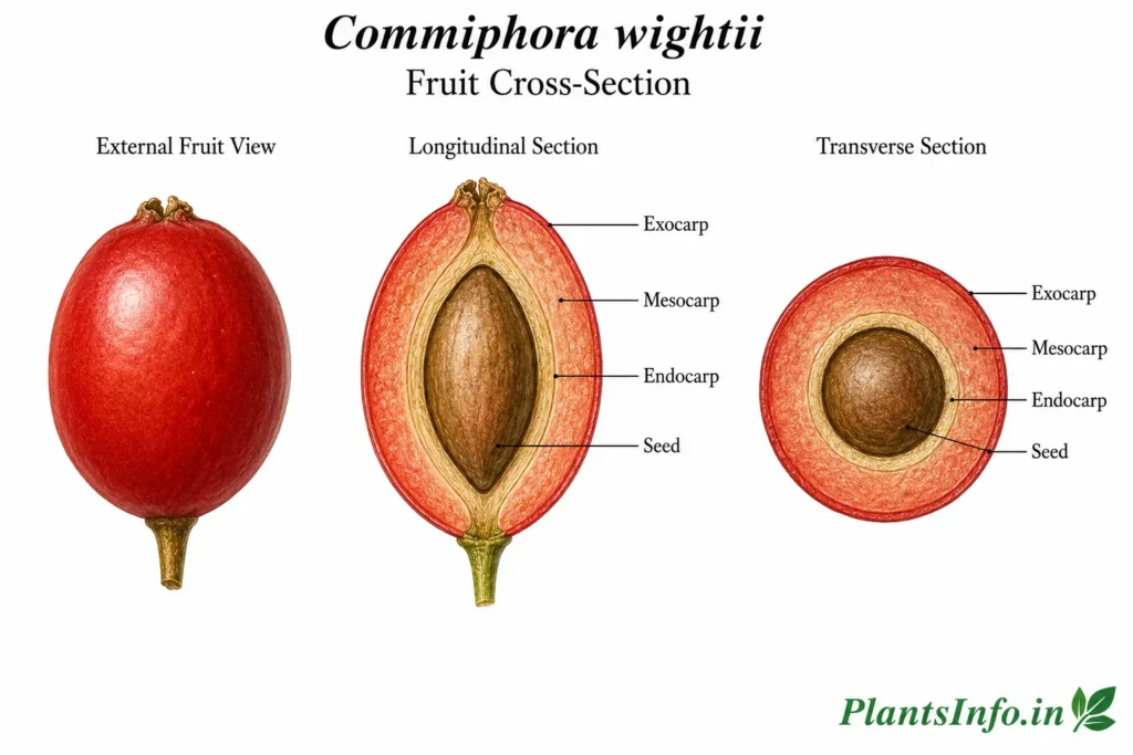 Botanical illustration of the fruit cross-section anatomy of Commiphora wightii showing an external fruit view, longitudinal section, transverse section, and labelled drupe structures including exocarp, mesocarp, endocarp, and seed.