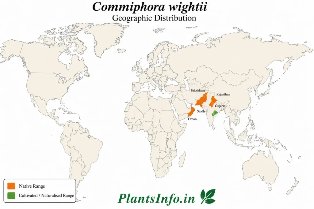 Geographic distribution map of Commiphora wightii showing documented native occurrences in Oman, Sindh, Balochistan, Rajasthan, and Gujarat, with cultivated distribution indicated separately within India.
