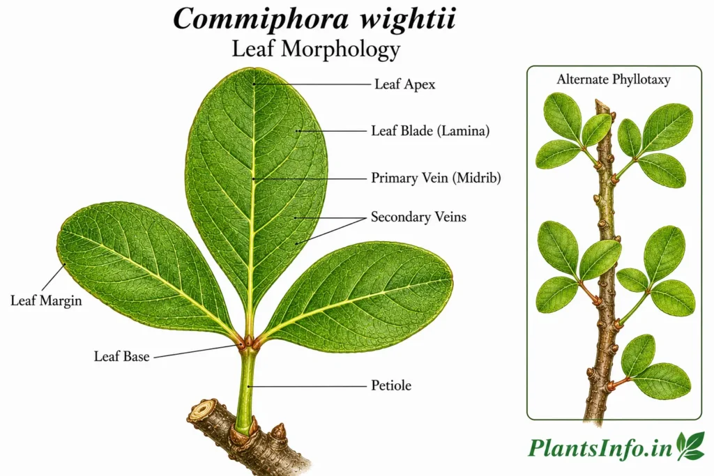 Botanical illustration of the leaf morphology of Commiphora wightii showing a trifoliolate leaf, pinnate-reticulate venation, alternate phyllotaxy inset, and labelled vegetative structures.