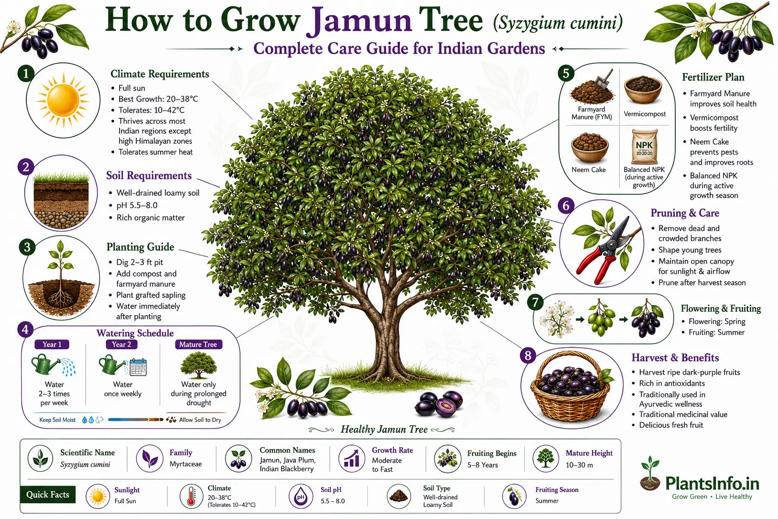 Infographic showing how to grow a Jamun tree (Syzygium cumini), including climate, soil, planting, watering, fertilizer, pruning, flowering, fruiting, and harvest care requirements for Indian gardens.