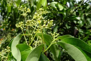 indian bay leaf Cinnamomum tamala live plant