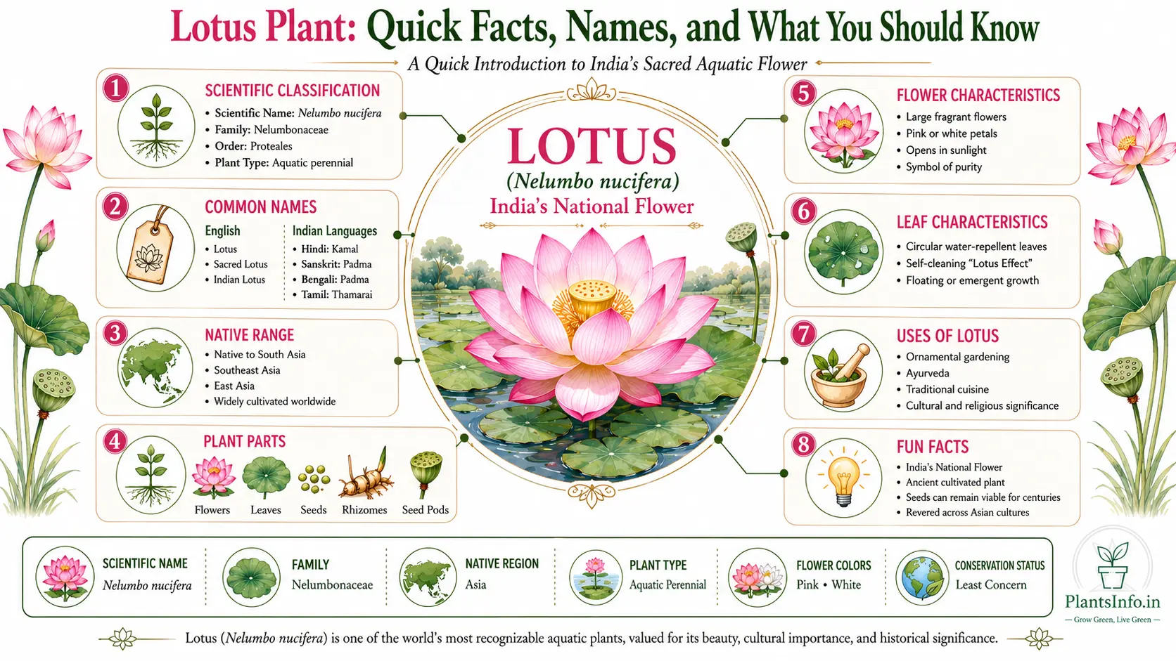 Lotus plant infographic showing scientific classification, common names, native range, plant parts, flower and leaf characteristics, uses, and key facts about Nelumbo nucifera, India's national flower.