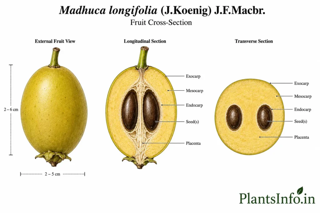 Botanical illustration of the fruit cross-section anatomy of Madhuca longifolia (J.Koenig) J.F.Macbr. showing the external fruit, longitudinal section, transverse section, exocarp, mesocarp, endocarp, placenta, and two naturally embedded seeds.