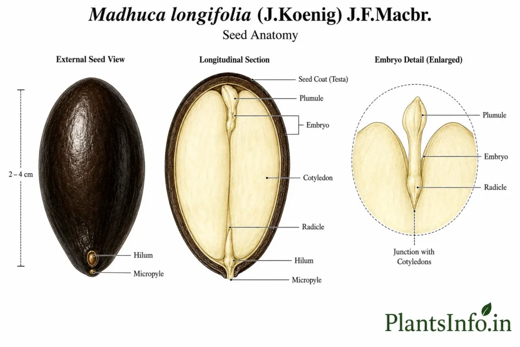 Botanical illustration of the seed anatomy of Madhuca longifolia (J.Koenig) J.F.Macbr. showing the external seed, longitudinal section, enlarged embryo detail, testa, cotyledons, embryo, plumule, radicle, hilum, and micropyle.