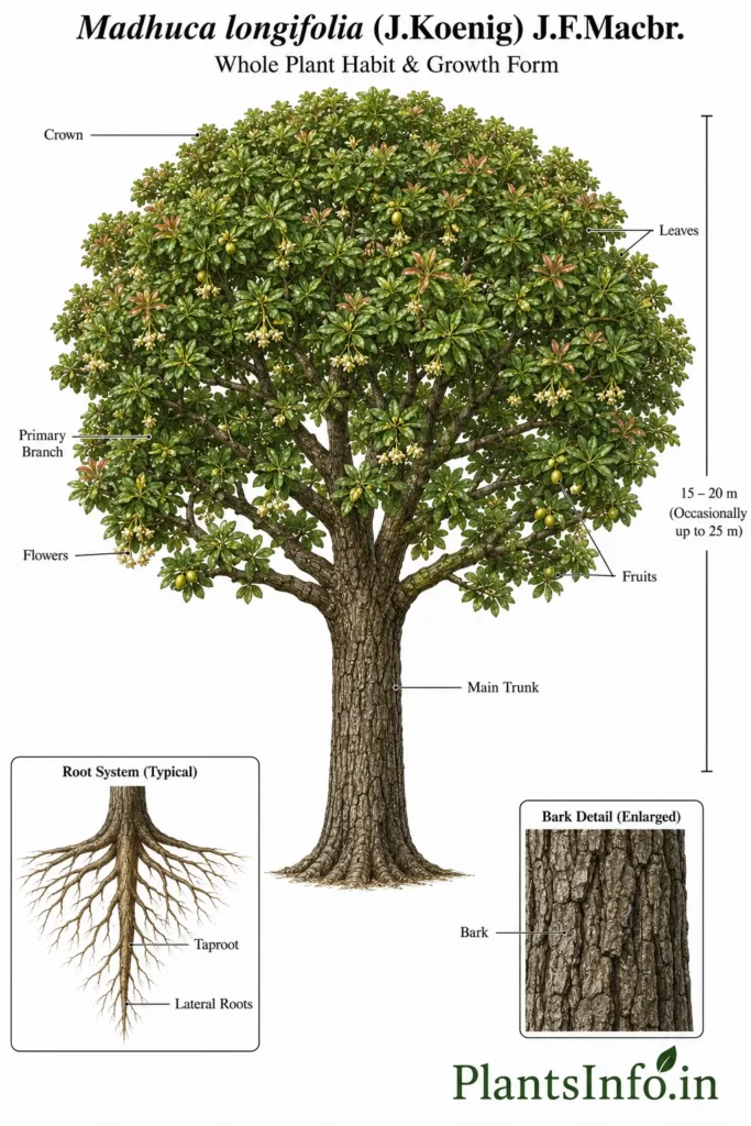 Botanical illustration of the whole plant habit and growth form of Madhuca longifolia (J.Koenig) J.F.Macbr. showing the mature tree, rounded crown, trunk, bark detail, root system, flowers, fruits, and labelled structural features.