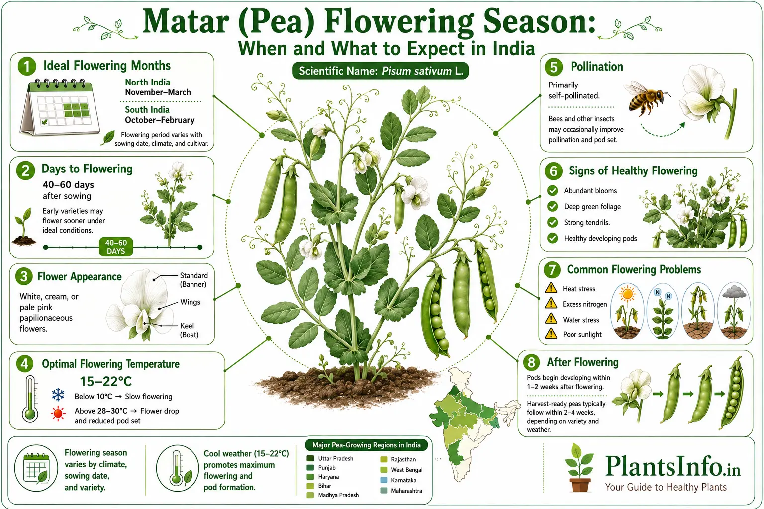 Infographic showing Matar (Pea) flowering season in India, ideal flowering months, optimal temperature, pollination, flowering problems, healthy blooms, and pod development stages of Pisum sativum.