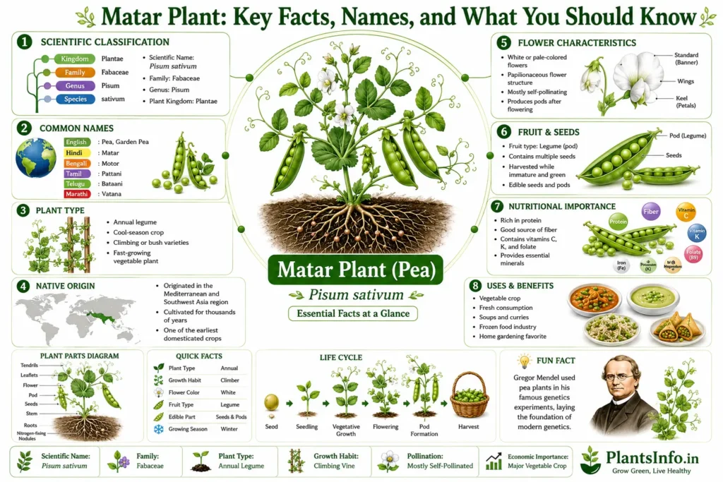 Educational infographic about the Matar plant (Pisum sativum) showing scientific classification, common names, plant characteristics, flower structure, fruit and seeds, nutrition, uses, life cycle, and key botanical facts.
