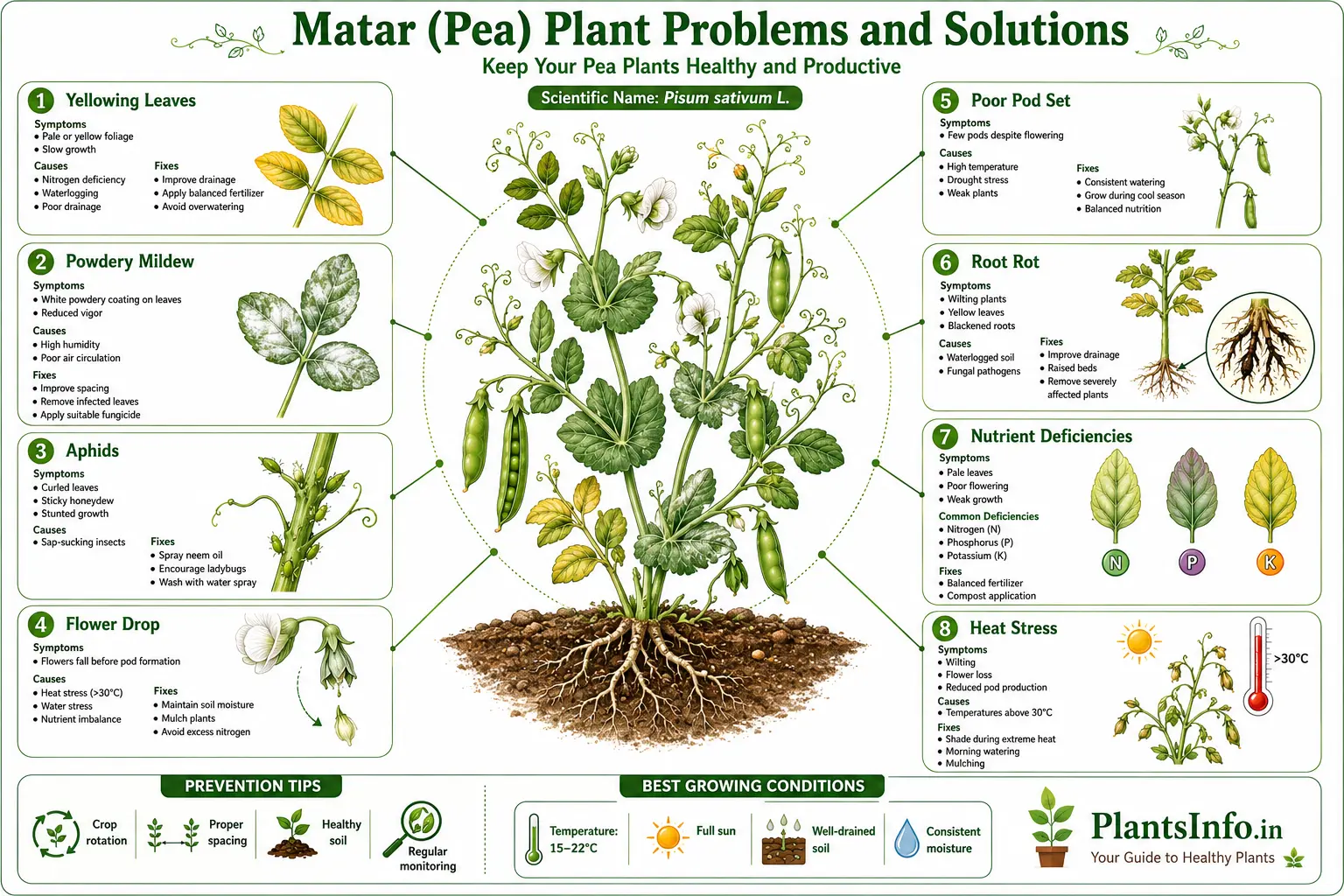 Infographic showing common Matar (Pea) plant problems including yellow leaves, powdery mildew, aphids, flower drop, poor pod set, root rot, nutrient deficiencies, and heat stress with symptoms, causes, and fixes.