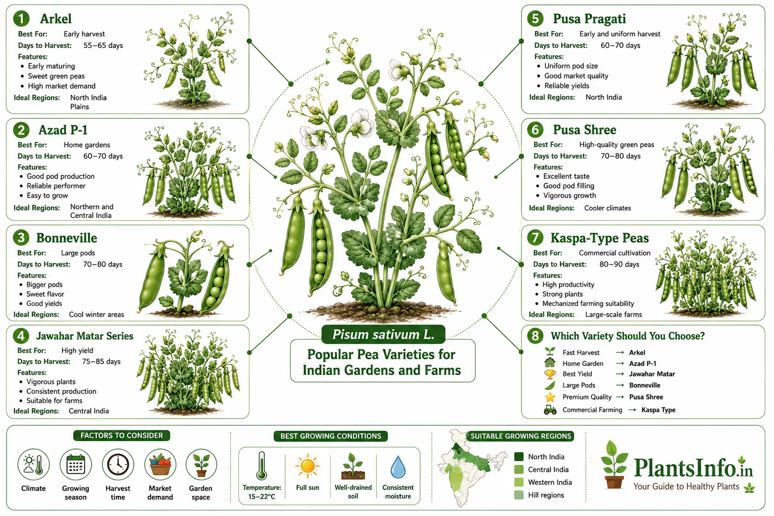 Infographic comparing popular Matar (Pea) varieties in India including Arkel, Azad P-1, Bonneville, Jawahar Matar, Pusa Pragati, Pusa Shree, and commercial pea types with harvest time, features, and ideal growing regions.