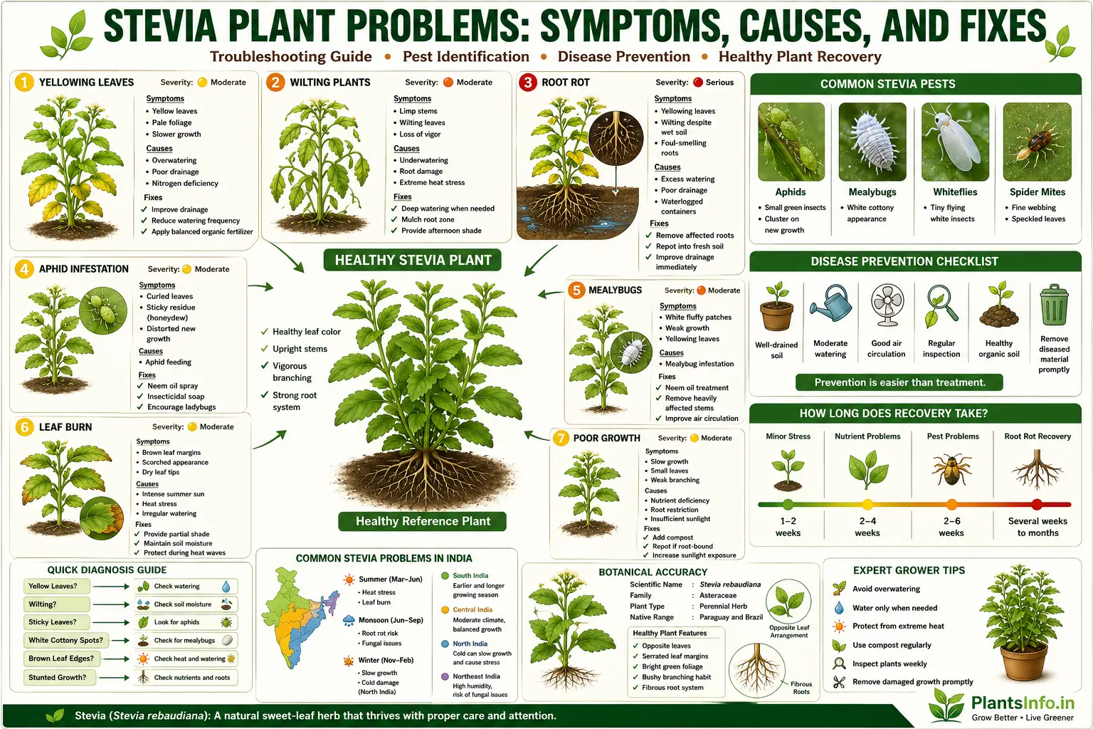 Stevia plant problems infographic showing yellow leaves, wilting, root rot, aphids, mealybugs, leaf burn, poor growth, common pests, symptoms, causes, and treatment solutions for Stevia rebaudiana.