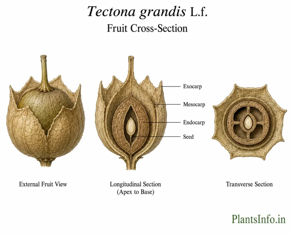 Botanical illustration of the fruit cross-section anatomy of Tectona grandis showing the external fruit, persistent calyx, longitudinal section, transverse section, endocarp, and seed arrangement.