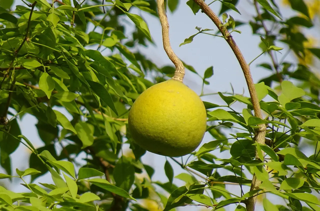 Bael (Aegle marmelos (L.) Corrêa)