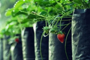 garden strawberry (Fragaria × ananassa) live plant
