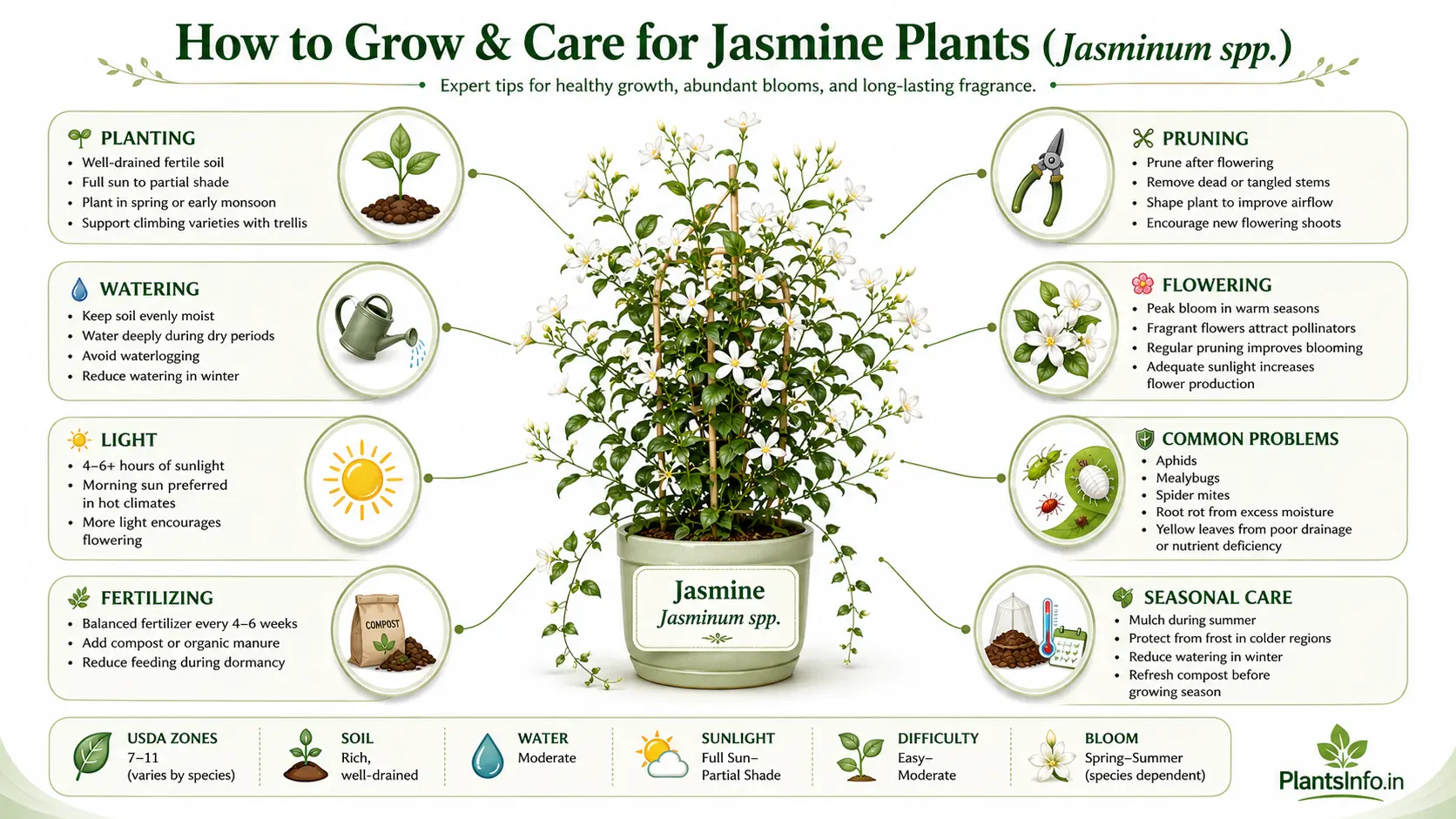 How to grow and care for jasmine plants (Jasminum spp.) infographic showing planting, watering, sunlight, fertilizing, pruning, flowering, common problems, seasonal care, and essential growing requirements.