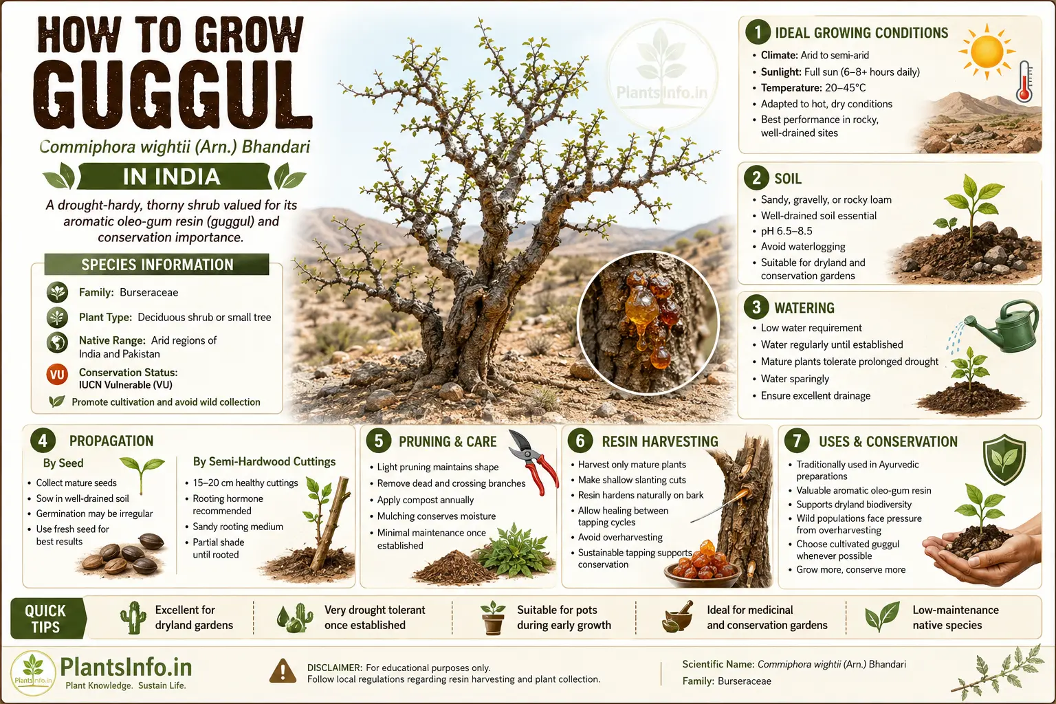 How to grow Guggul (Commiphora wightii) in India infographic showing ideal growing conditions, soil requirements, watering, propagation, pruning, resin harvesting, conservation status, and plant care tips.