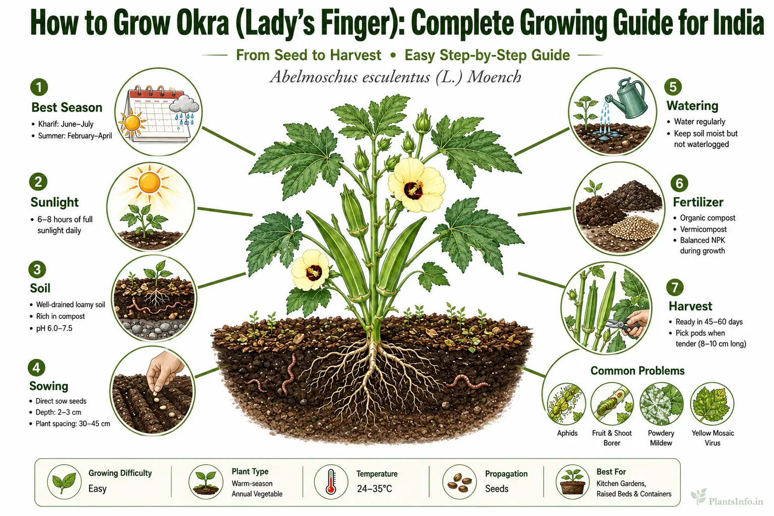 Infographic showing how to grow okra (Lady's Finger) in India, including best season, sunlight, soil, sowing, watering, fertilization, harvesting, and common pests.