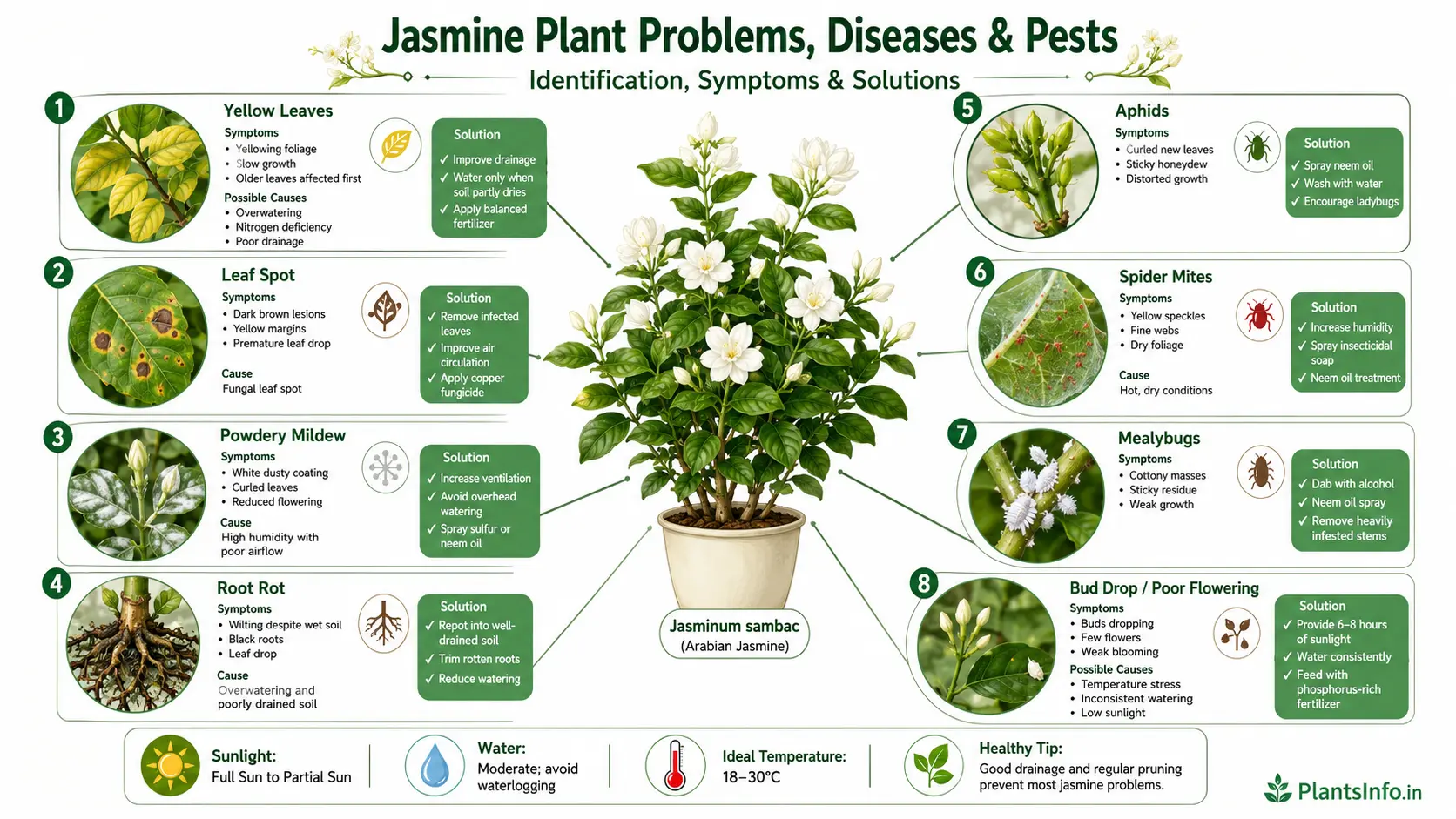 Jasmine plant problems, diseases and pests infographic showing yellow leaves, leaf spot, powdery mildew, root rot, aphids, spider mites, mealybugs, bud drop, symptoms, identification and treatment solutions for Jasminum sambac.