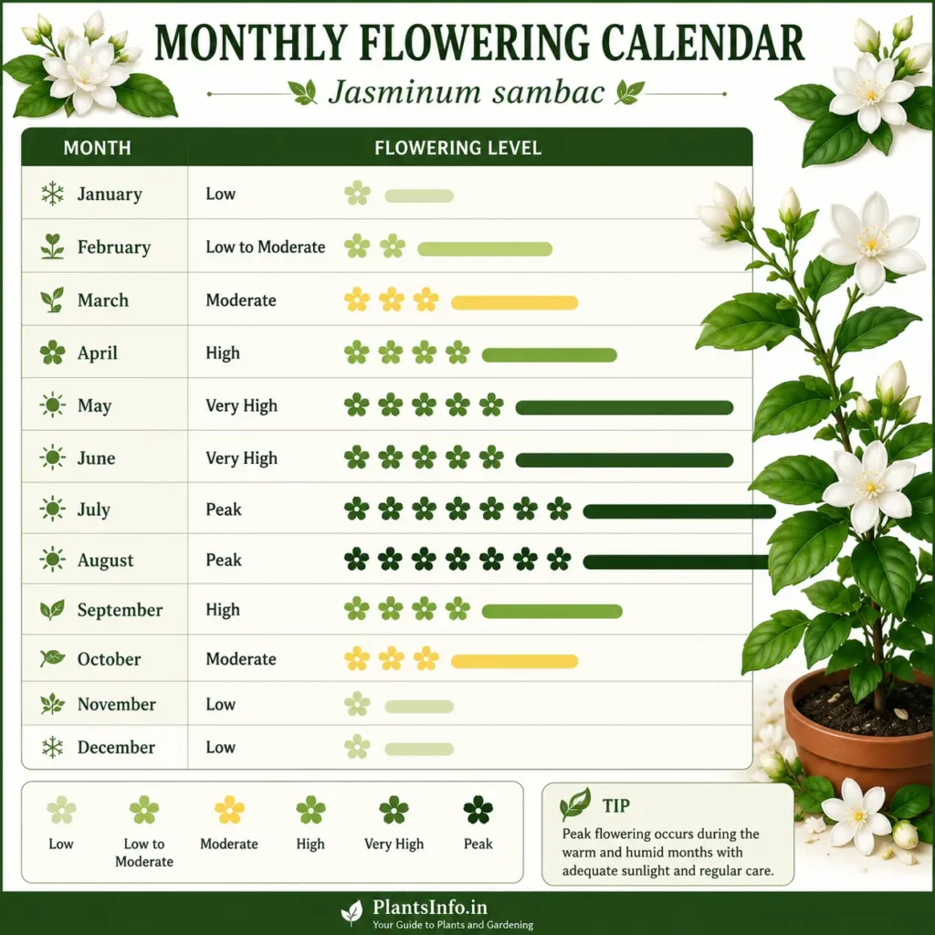 Monthly flowering calendar of Jasminum sambac showing seasonal blooming intensity from January to December, with low flowering in winter, peak flowering during July and August, and high flowering from April to September.
