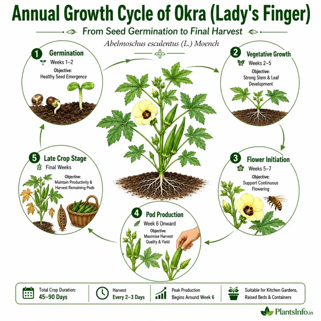Annual growth cycle infographic for okra (Lady's Finger) showing germination, vegetative growth, flower initiation, pod production, and late crop stage with typical timing and growing objectives.
