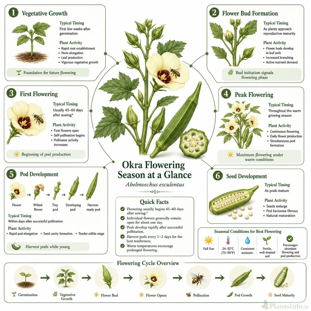 Square botanical infographic showing the flowering season of okra (Abelmoschus esculentus), including vegetative growth, flower bud formation, first flowering, peak flowering, pod development, seed development, and the complete flowering cycle.